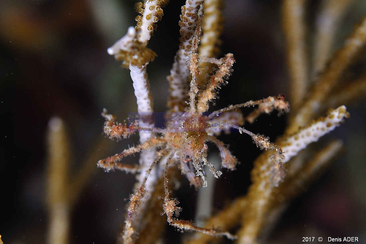 Achaeus spinosus araignee des antipathaires et alcyonaires-Safaga Coral Beach-13m-20171123nuit-Denis-ADER-DSC_3714_tn.jpg